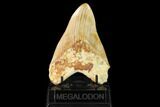 Serrated, Fossil Megalodon Tooth - Indonesia #148155-1
